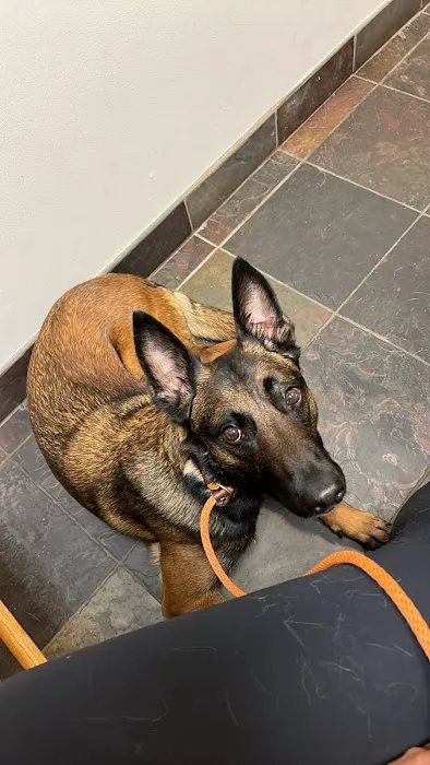 Vet Vision Picture 10