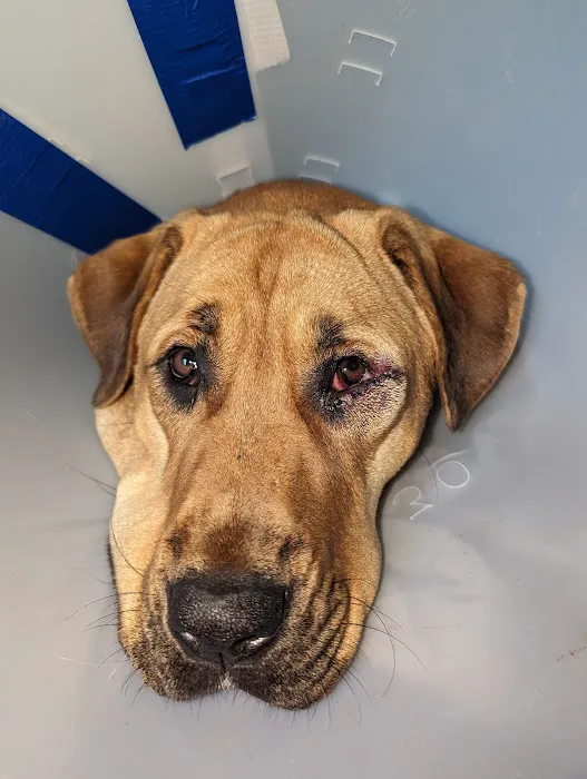 Vet Vision Picture 5