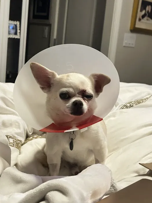 Vet Vision Picture 4