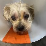 Vet Vision