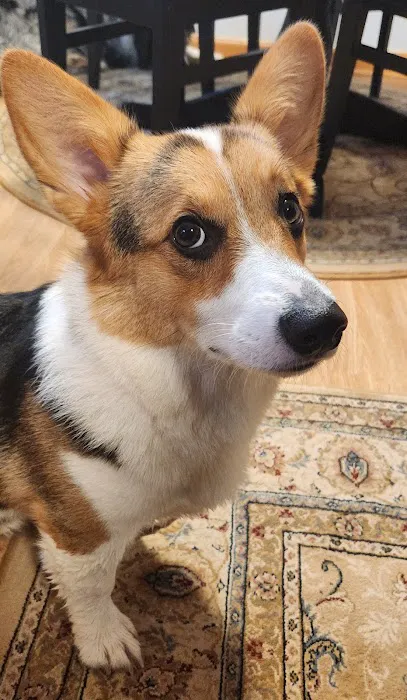 Vet Vision Picture 3