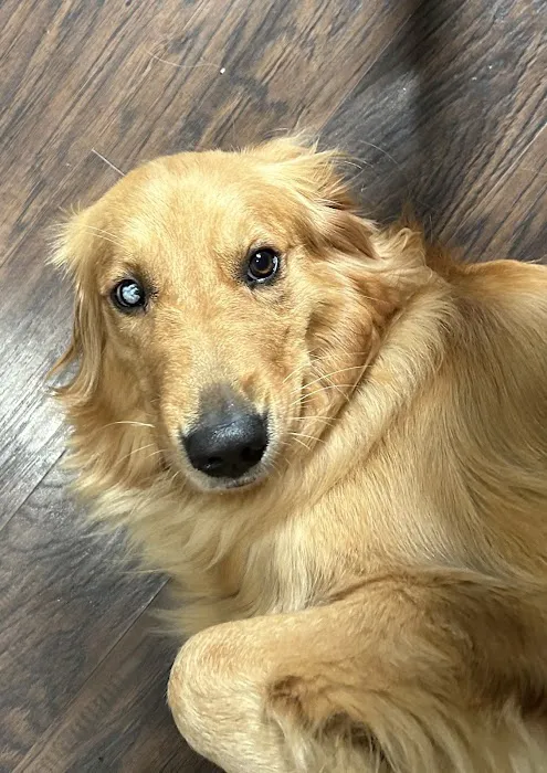 Vet Vision Picture 2