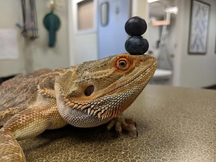 Stahl Exotic Animal Veterinary Services Picture 6