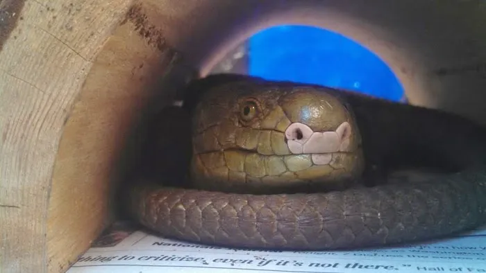 Stahl Exotic Animal Veterinary Services Picture 1