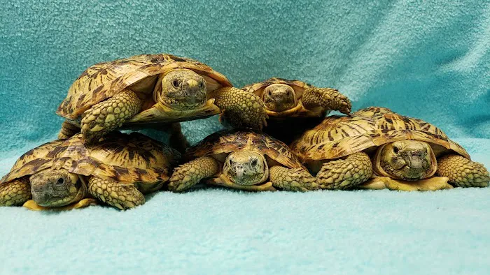 Stahl Exotic Animal Veterinary Services Picture 10