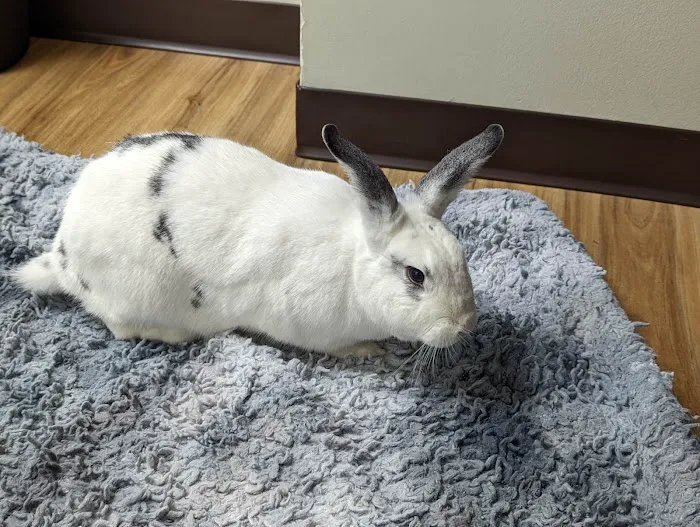 Stahl Exotic Animal Veterinary Services Picture 4