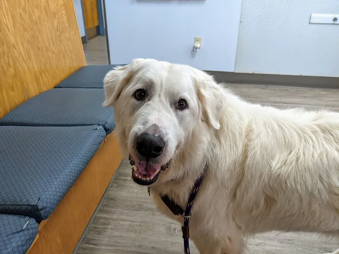Compassion Animal Hospital Picture 7