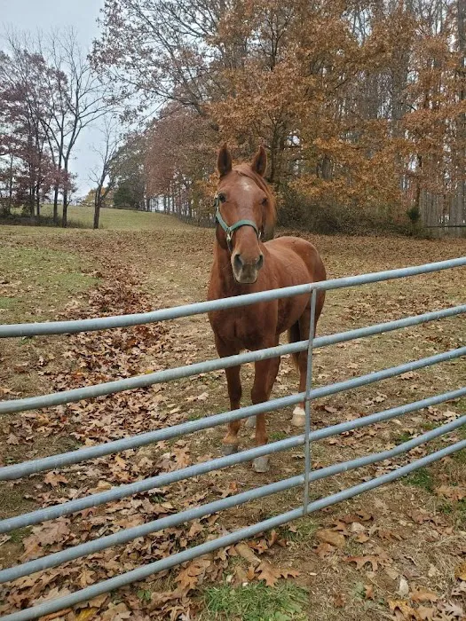 Full Circle Equine Services Picture 3