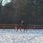 Full Circle Equine Services