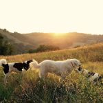 Animals First Veterinary Service