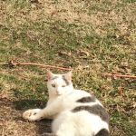 Animals First Holistic Veterinary Services - Dr. Lori Blankenship