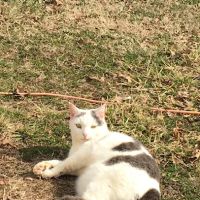Animals First Holistic Veterinary Services - Dr. Lori Blankenship ico