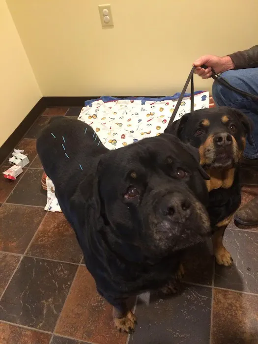 Animals First Holistic Veterinary Services - Dr. Lori Blankenship Picture 8