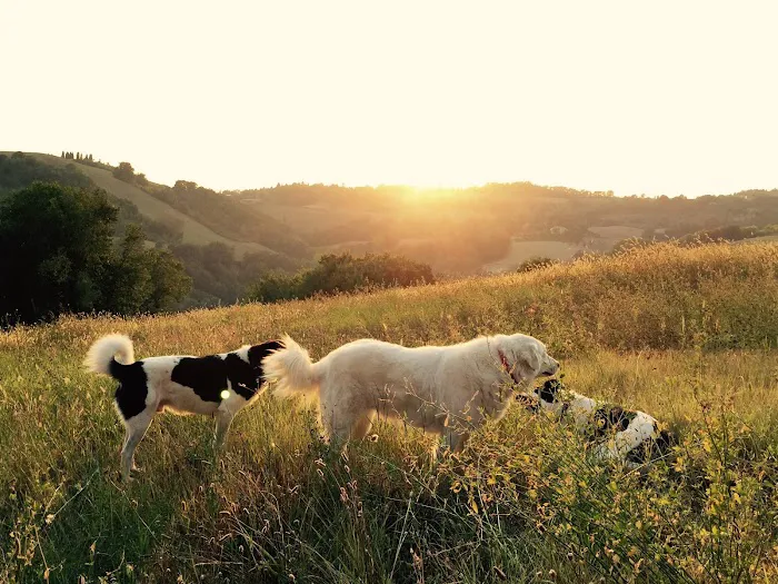 Animals First Holistic Veterinary Services - Dr. Lori Blankenship Picture 2