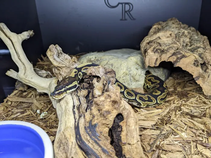 Twin Cities Reptiles Picture 3
