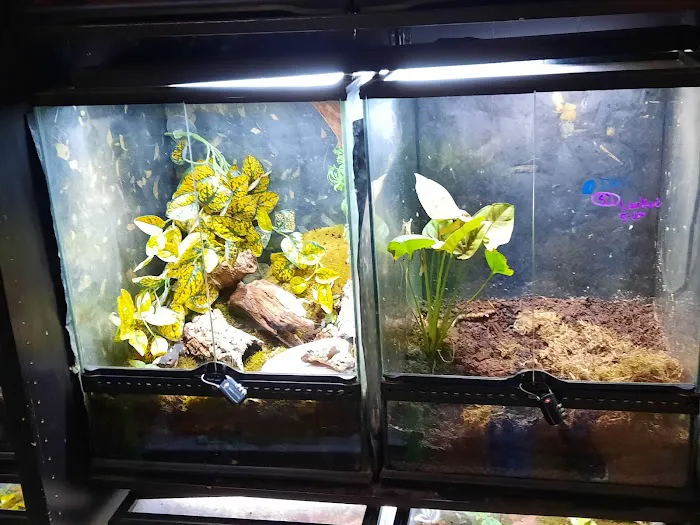 Twin Cities Reptiles Picture 5