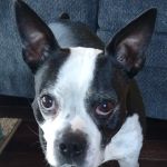 Rose Hill Veterinary Practice
