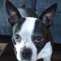 Rose Hill Veterinary Practice ico