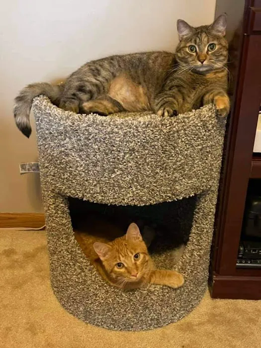 Purrniture Cat Furniture Picture 4