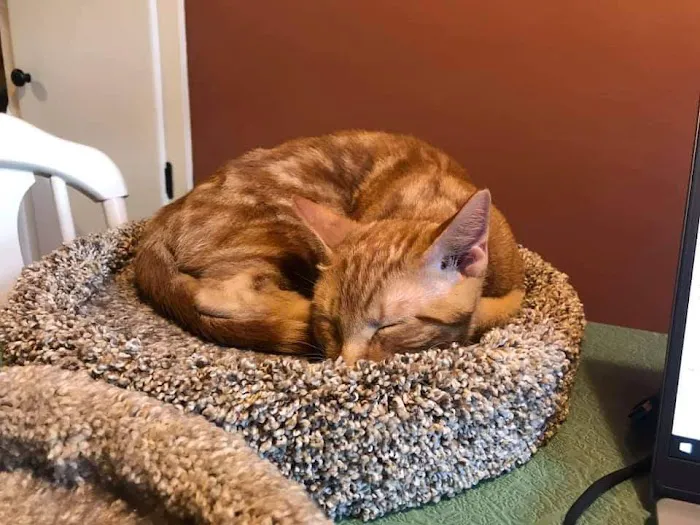 Purrniture Cat Furniture Picture 10