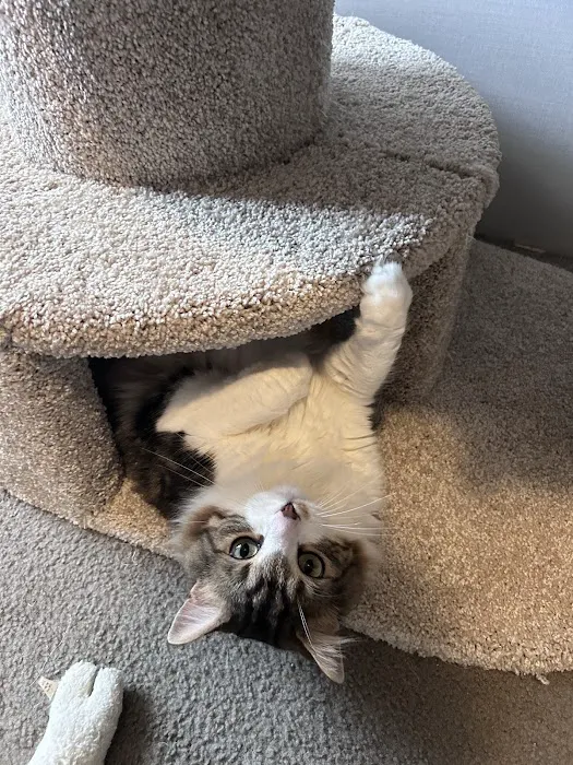 Purrniture Cat Furniture Picture 8