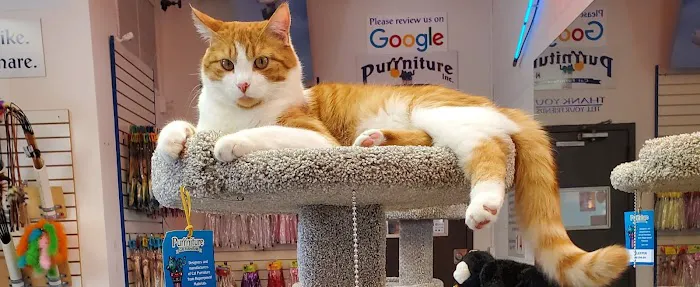Purrniture Cat Furniture Picture 3