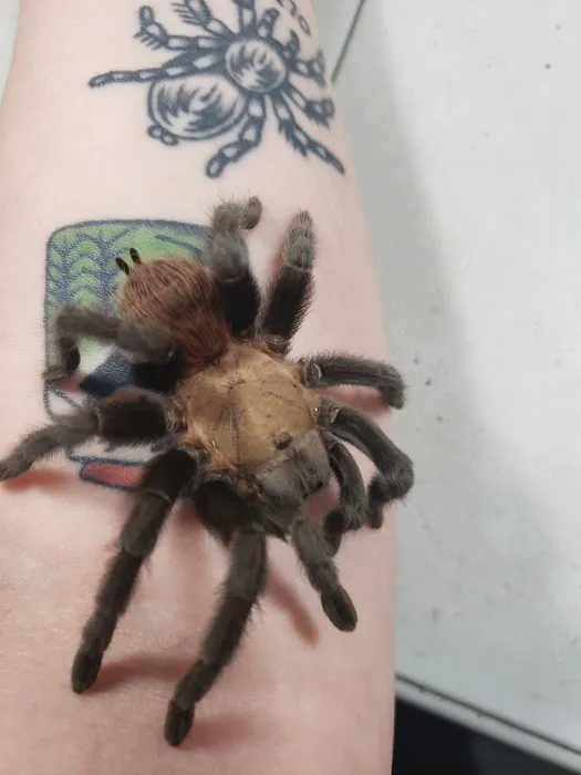 One Love Tarantulas Picture 9