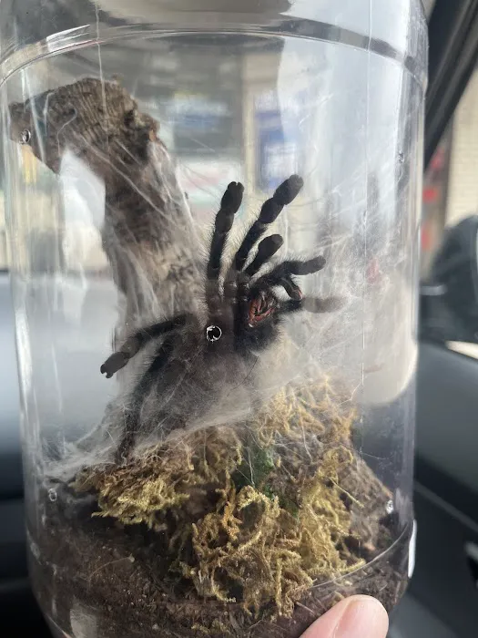 One Love Tarantulas Picture 1