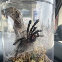 One Love Tarantulas ico