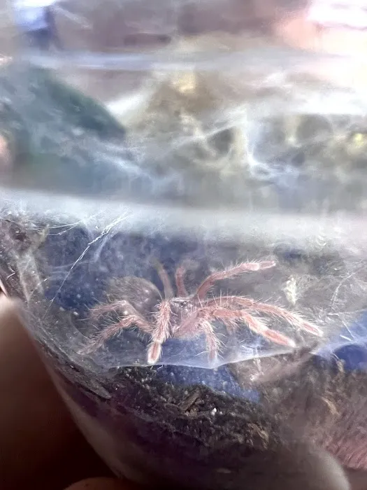 One Love Tarantulas Picture 3