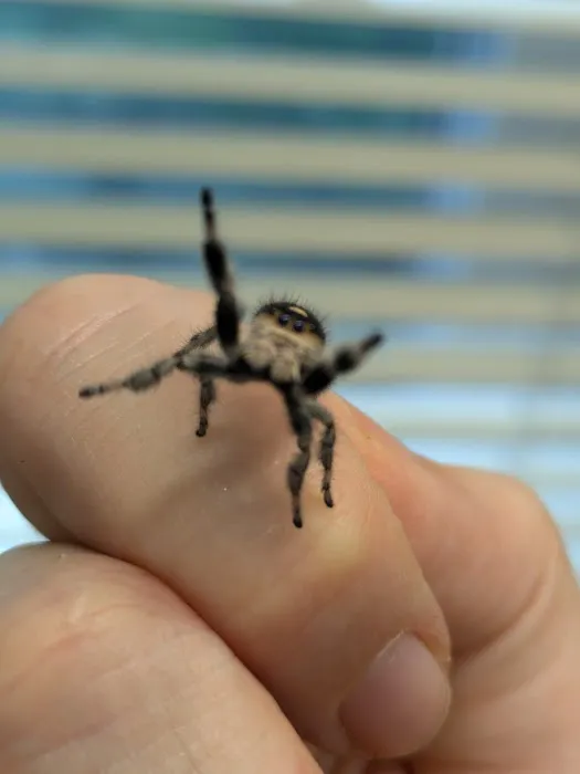 One Love Tarantulas Picture 10
