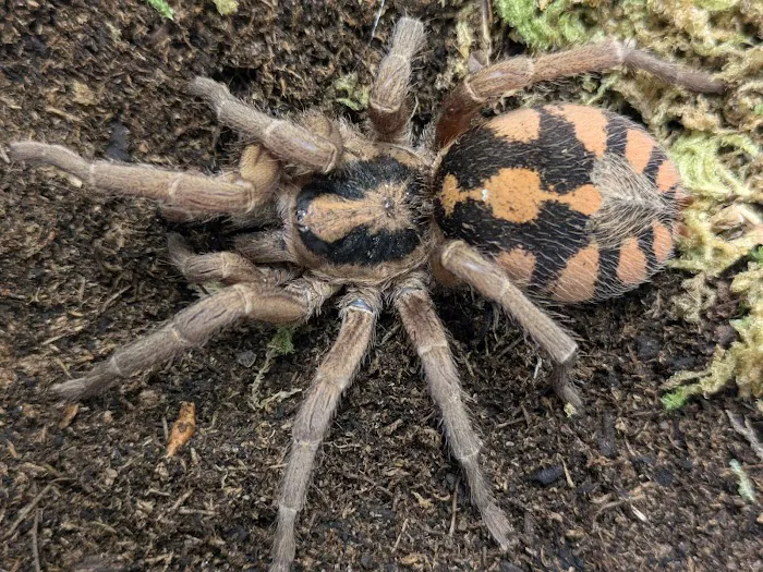 One Love Tarantulas Picture 7