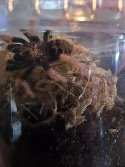 One Love Tarantulas Picture 6