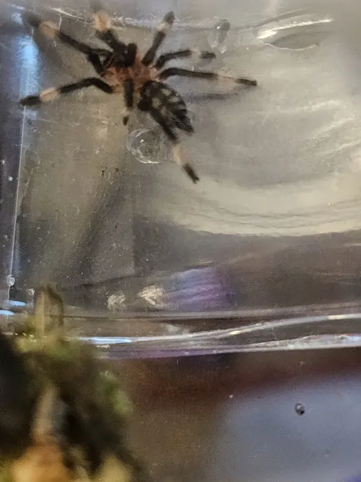 One Love Tarantulas Picture 5