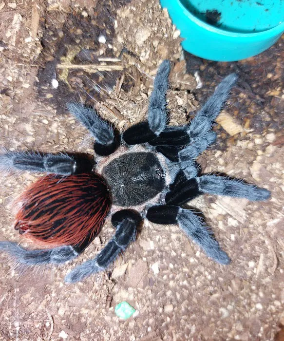 One Love Tarantulas Picture 8