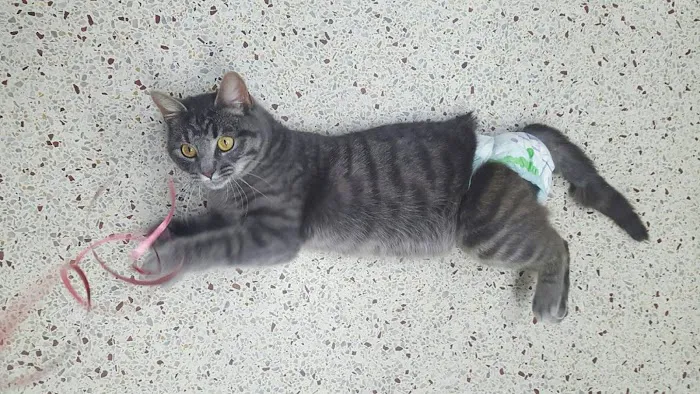 Battlefield Animal Clinic Picture 1