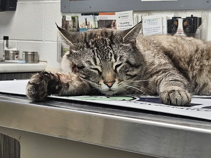 Battlefield Animal Clinic Picture 4