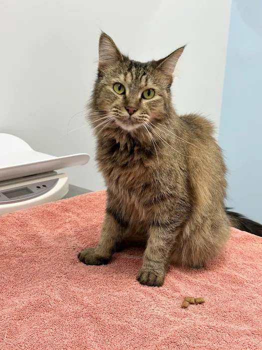 Manassas Animal Hospital Picture 3