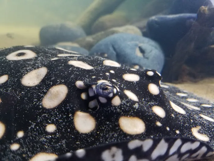 Premier Aquarium Service Picture 4