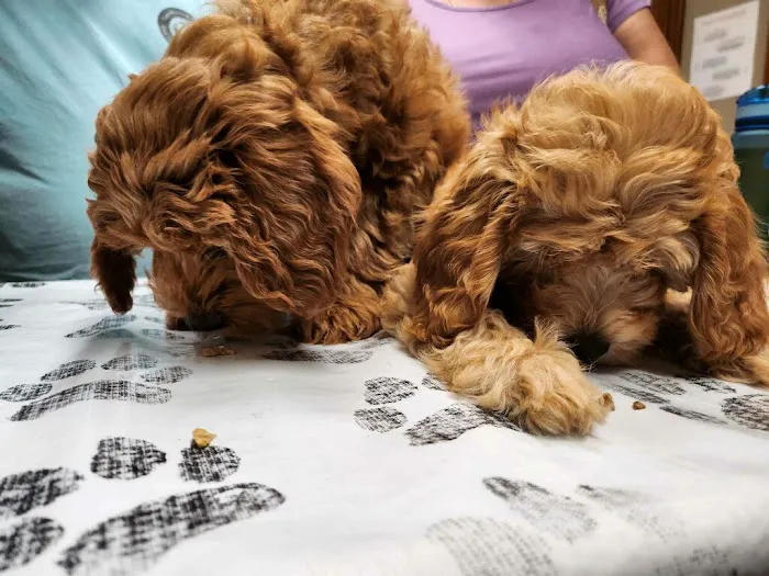 Prince William Animal Hospital Picture 1