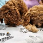 Prince William Animal Hospital