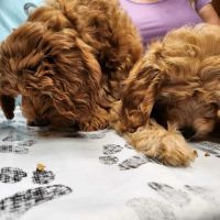 Prince William Animal Hospital ico