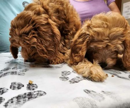 Prince William Animal Hospital