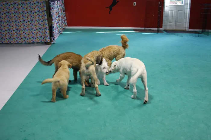 Deepwood Veterinary Clinic Picture 1