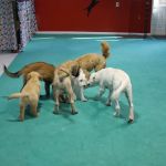 Deepwood Veterinary Clinic