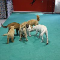Deepwood Veterinary Clinic ico