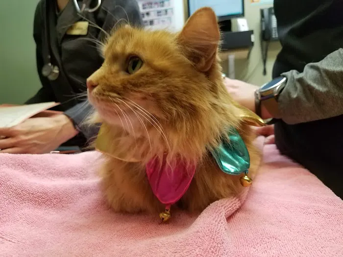 Deepwood Veterinary Clinic Picture 7