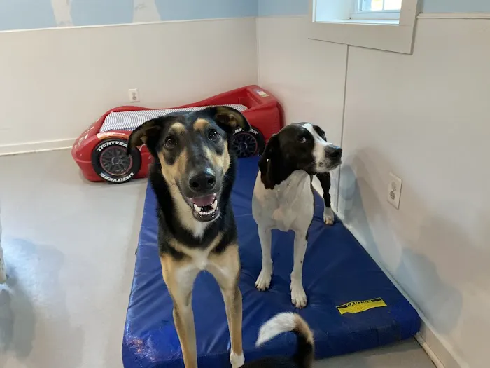 PetCentre Animal Hospital Picture 3