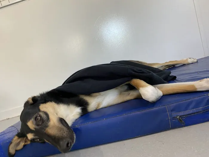 PetCentre Animal Hospital Picture 1