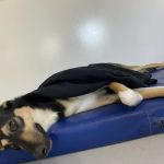PetCentre Animal Hospital